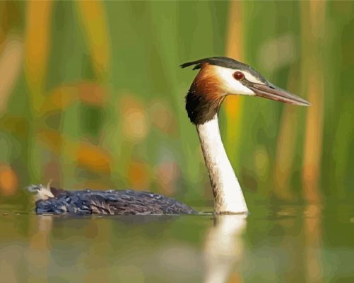 Great Crested Grebe Paint By Numbers