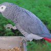 African Grey Parrot Bird Paint By Numbers