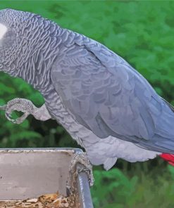 African Grey Parrot Bird Paint By Numbers