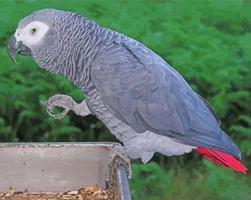 African Grey Parrot Bird Paint By Numbers