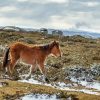 Horse Foal In Winter Paint By Numbers