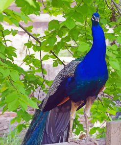 Indian Blue Peacock On A Fence Paint By Numbers
