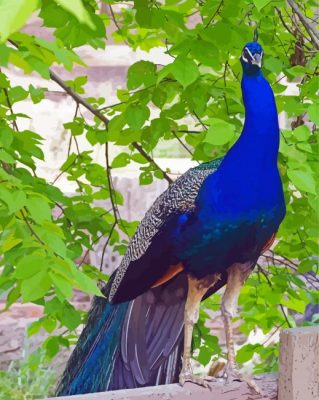 Indian Blue Peacock On A Fence Paint By Numbers