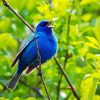 Indigo Bunting Bird On A Tree Branch Paint By Numbers