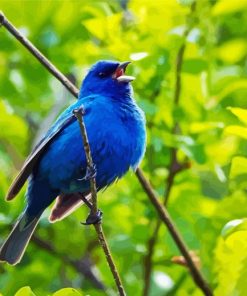 Indigo Bunting Bird On A Tree Branch Paint By Numbers