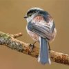 Long Tailed Tit Bird Back Paint By Numbers