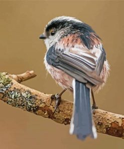Long Tailed Tit Bird Back Paint By Numbers