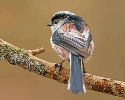 Long Tailed Tit Bird Back Paint By Numbers