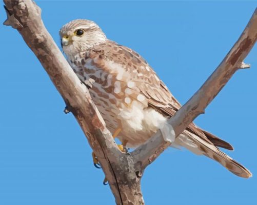 Merlin Bird On Stick Paint By Numbers