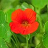 Nasturtium Flower Paint By Numbers