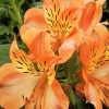 Peachy Alstroemeria Flower Art Paint By Numbers