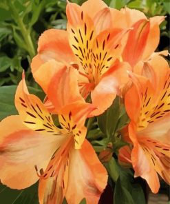 Peachy Alstroemeria Flower Art Paint By Numbers