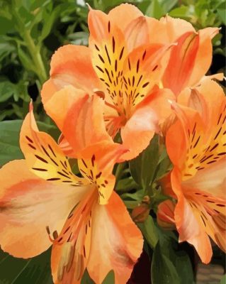 Peachy Alstroemeria Flower Art Paint By Numbers