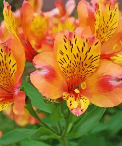 Peachy Alstroemeria Flower Paint By Numbers