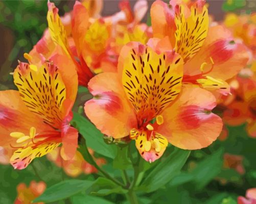 Peachy Alstroemeria Flower Paint By Numbers