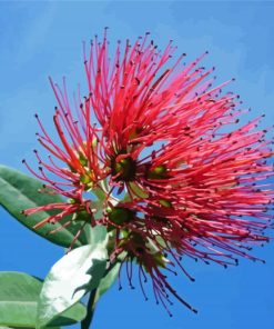 Pohutukawa Flower Paint By Numbers