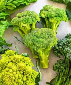 The Broccoli Vegetable Paint By Numbers