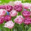 The Peony Tulips Flowers Paint By Numbers