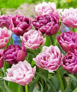 The Peony Tulips Flowers Paint By Numbers