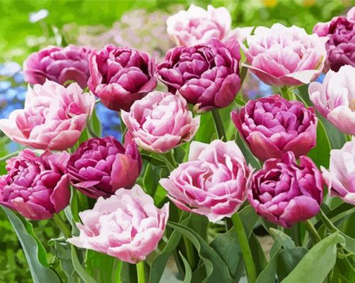 The Peony Tulips Flowers Paint By Numbers