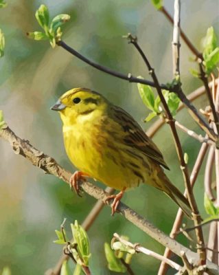 The Yellowhammer Paint By Numbers