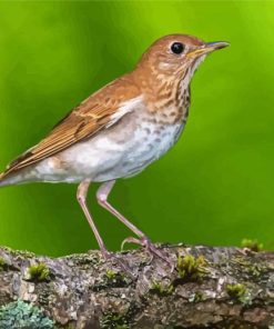Veery Bird Paint By Numbers