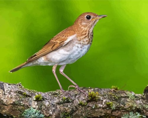 Veery Bird Paint By Numbers