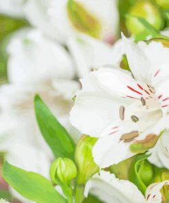 White Alstroemeria Fresh Flower Paint By Numbers