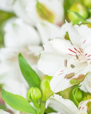 White Alstroemeria Fresh Flower Paint By Numbers