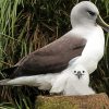 Albatross Bird Family Paint By Numbers