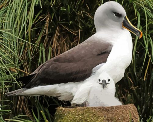 Albatross Bird Family Paint By Numbers