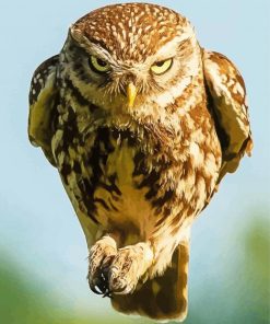Angry Fierce Owl Paint By Numbers