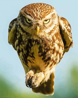 Angry Fierce Owl Paint By Numbers