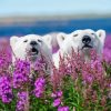 Bears In Lavender Field Paint By Numbers