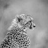 Beautiful Black And White Cheetahs Paint By Numbers