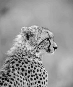 Beautiful Black And White Cheetahs Paint By Numbers