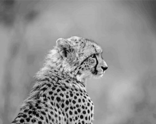 Beautiful Black And White Cheetahs Paint By Numbers