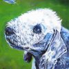 Bedlington Terrier With Butterfly Art Paint By Numbers