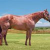Brown Quarter Horse Paint By Numbers