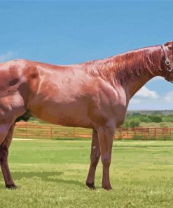 Brown Quarter Horse Paint By Numbers