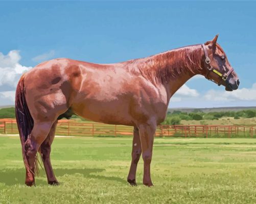 Brown Quarter Horse Paint By Numbers