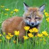 Fox In Flowers Paint By Numbers