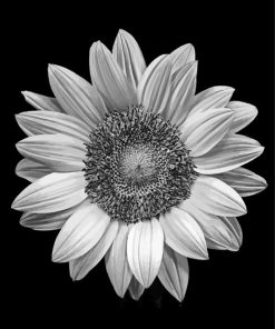 Cool Black And White Sunflower Paint By Numbers
