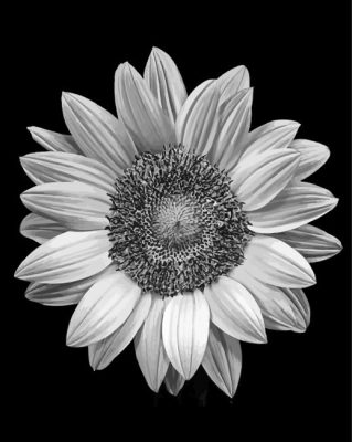 Cool Black And White Sunflower Paint By Numbers