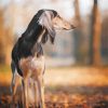 Saluki Dog Paint By Numbers
