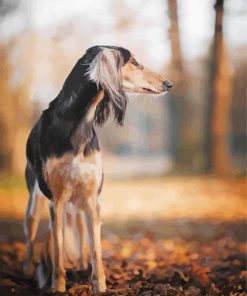 Saluki Dog Paint By Numbers