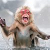 Happy Snow Monkey Paint By Numbers