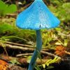 Lonely Blue Mushroom Paint By Numbers