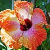 Orange Hibiscus Flower With Water Drops Paint By Numbers