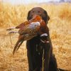 Pheasant Hunting Dog Paint By Numbers